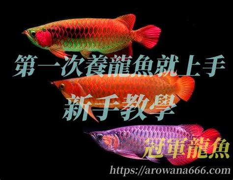 養紅龍|2024養龍魚新手指南，飼養龍魚不困難，開缸教學準備全攻略